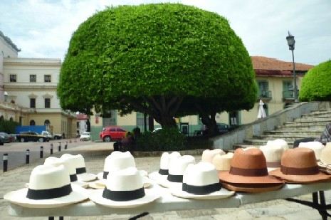 044 Panama Hats 18th Sept 2011.jpg